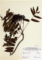 藏品(巒大花楸)的圖片